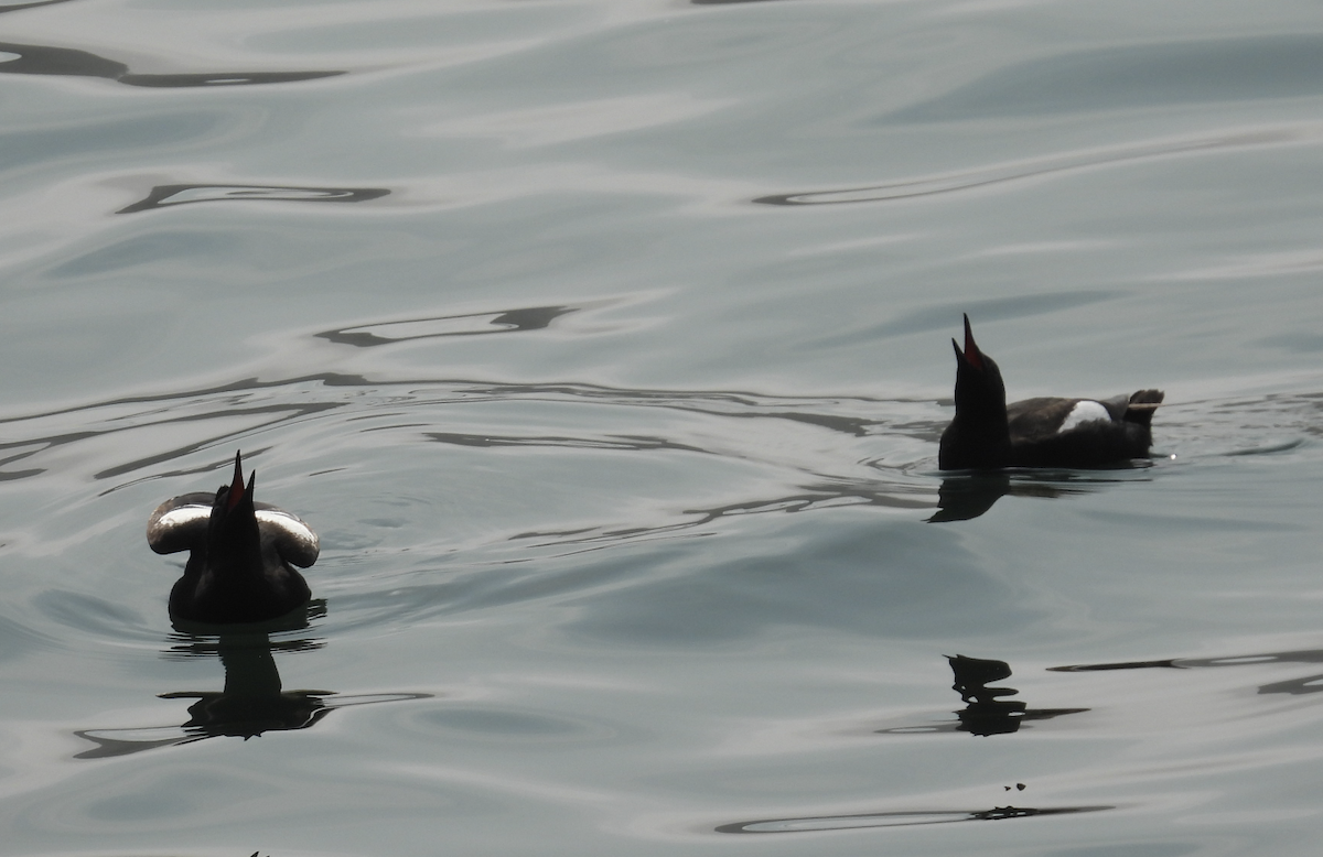 Pigeon Guillemot - ML637200610