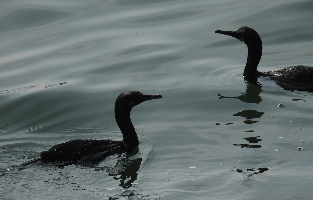 Brandt's Cormorant - ML637200622