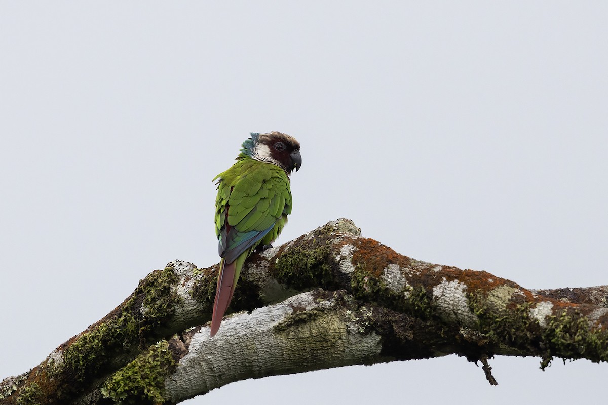 Gray-breasted Parakeet - ML637200626