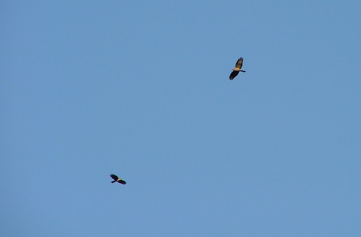 European Honey-buzzard - ML637200669