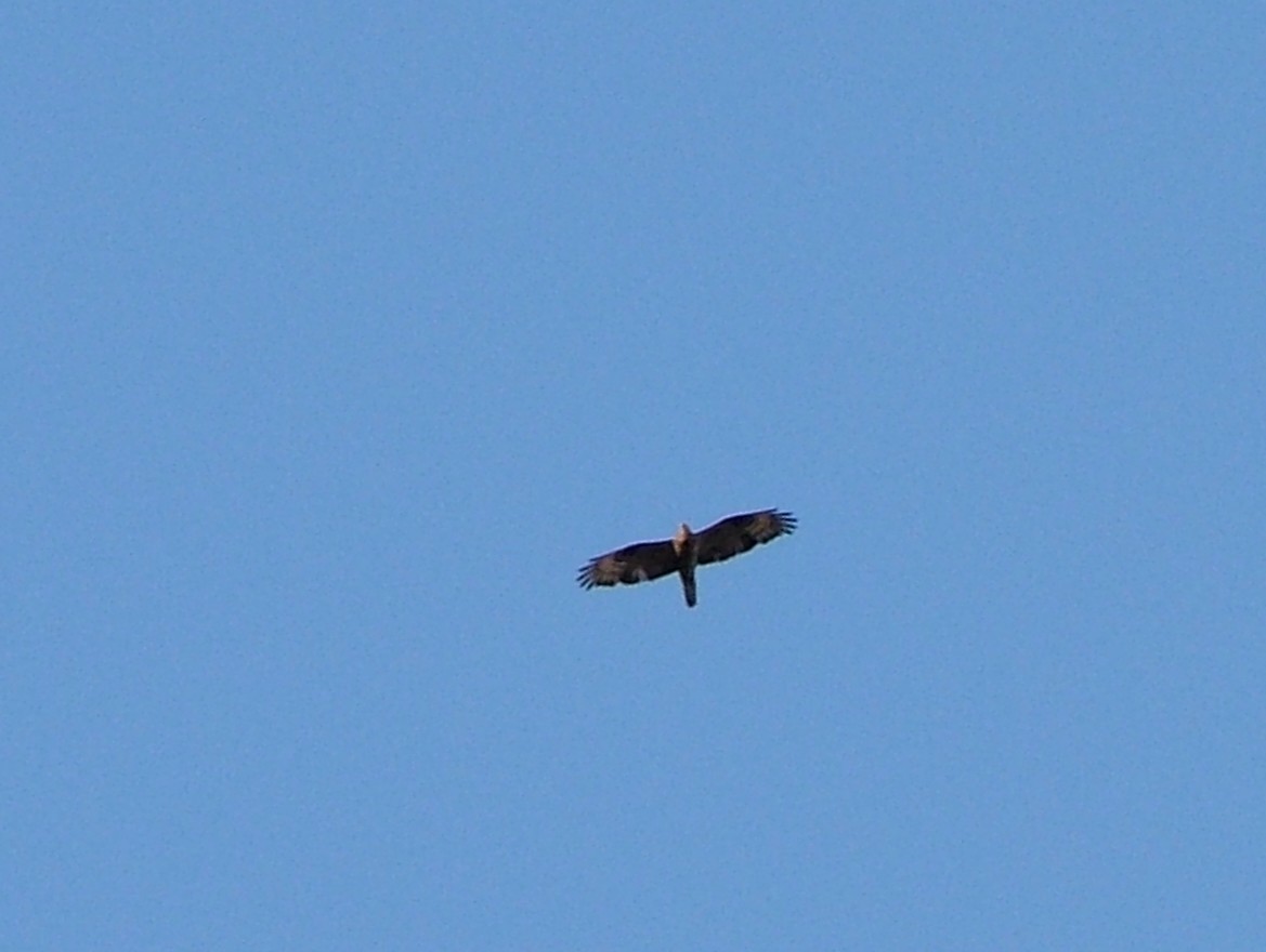 European Honey-buzzard - ML637200671