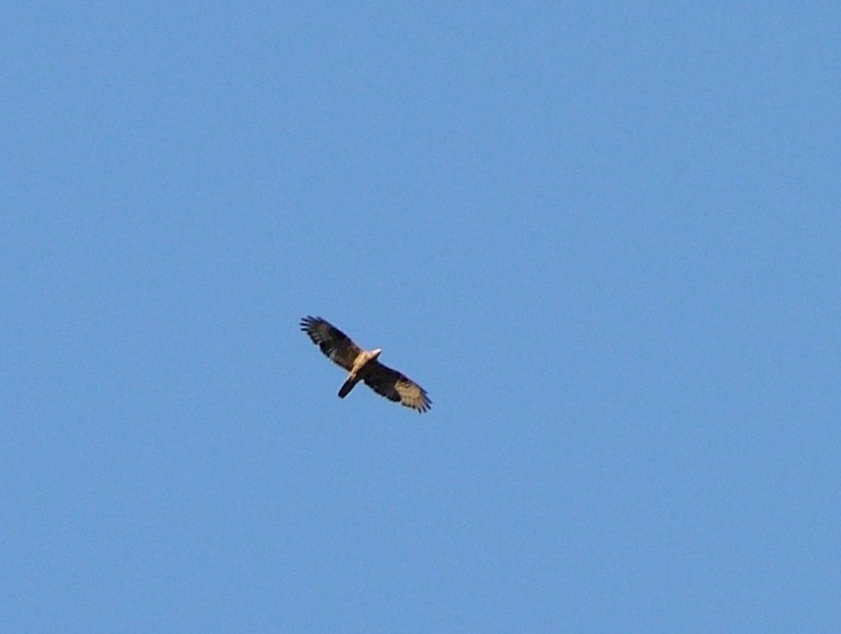 European Honey-buzzard - ML637200672