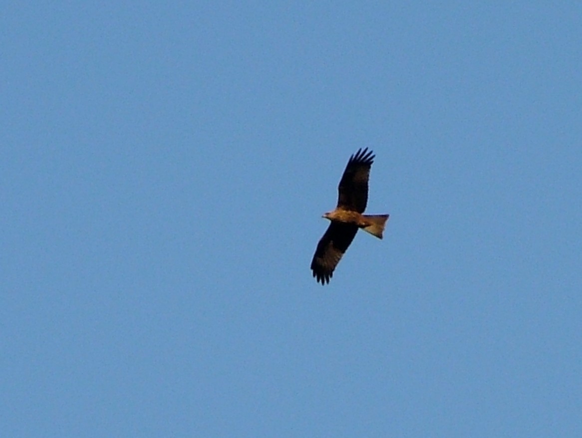 Black Kite - ML637200690