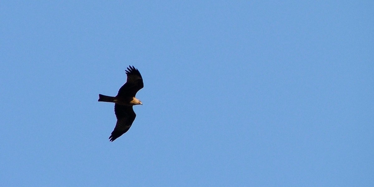Black Kite - ML637200715