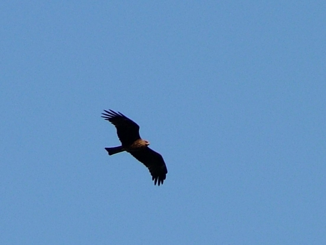 Black Kite - ML637200727