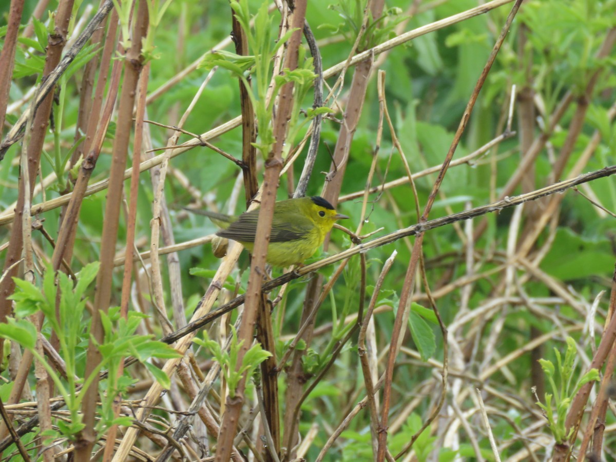 Wilson's Warbler - ML637200829