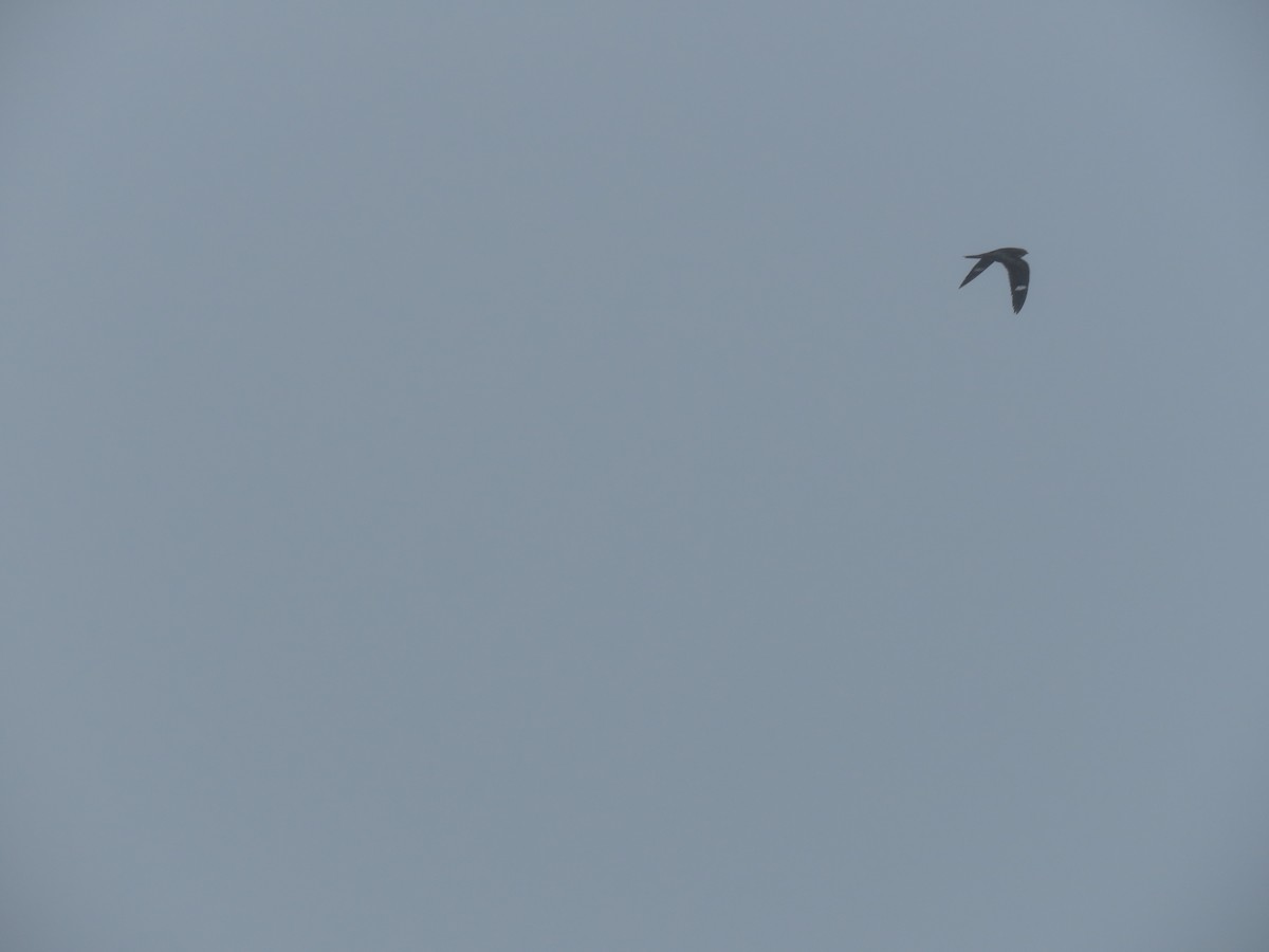 Common Nighthawk - ML637200854