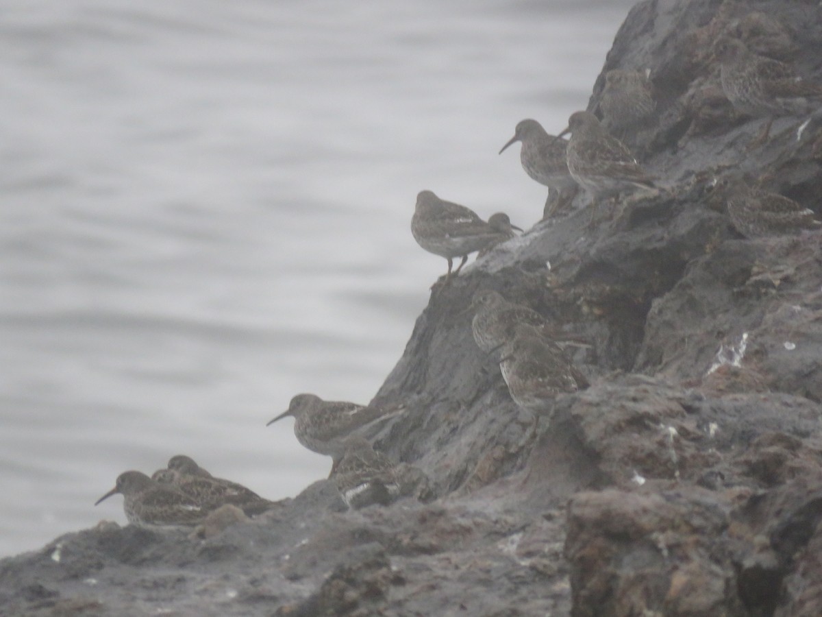 Purple Sandpiper - ML637200880