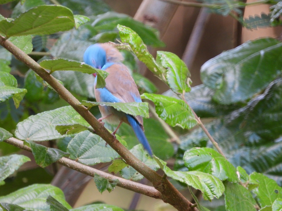 Blue-capped Cordonbleu - ML637200915