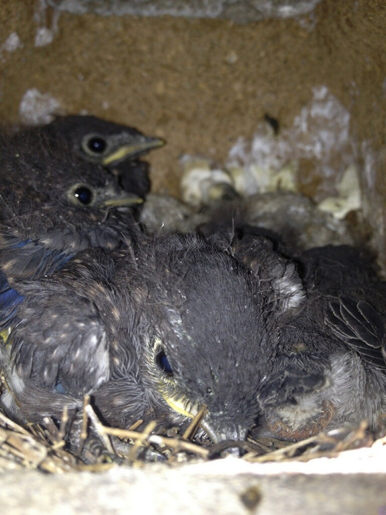 Rotkehl-Hüttensänger - ML637200985