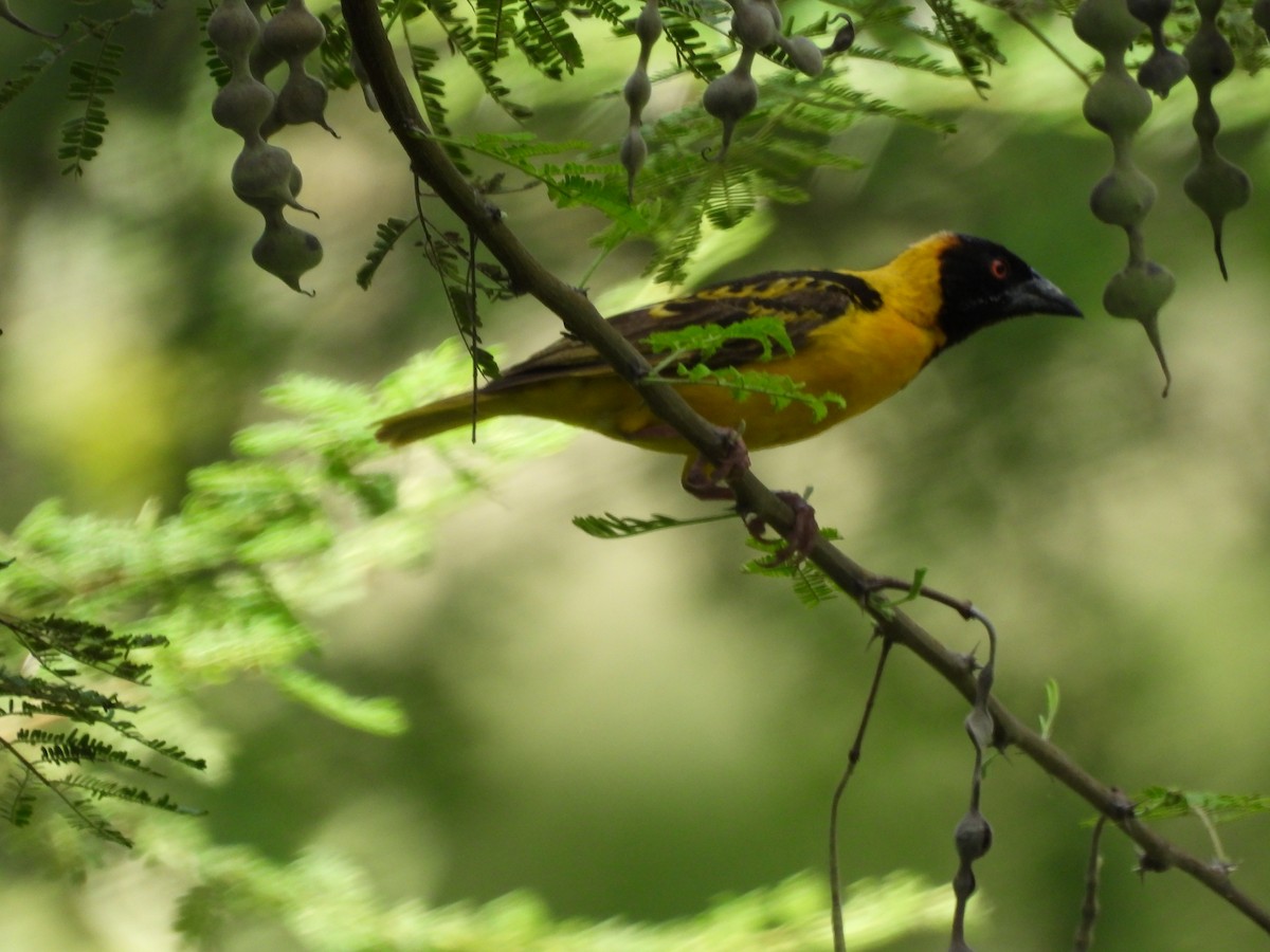 Village Weaver - ML637200989
