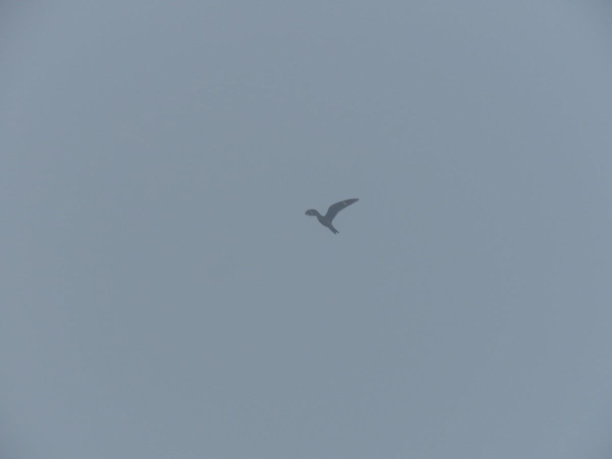 Common Nighthawk - ML637201035