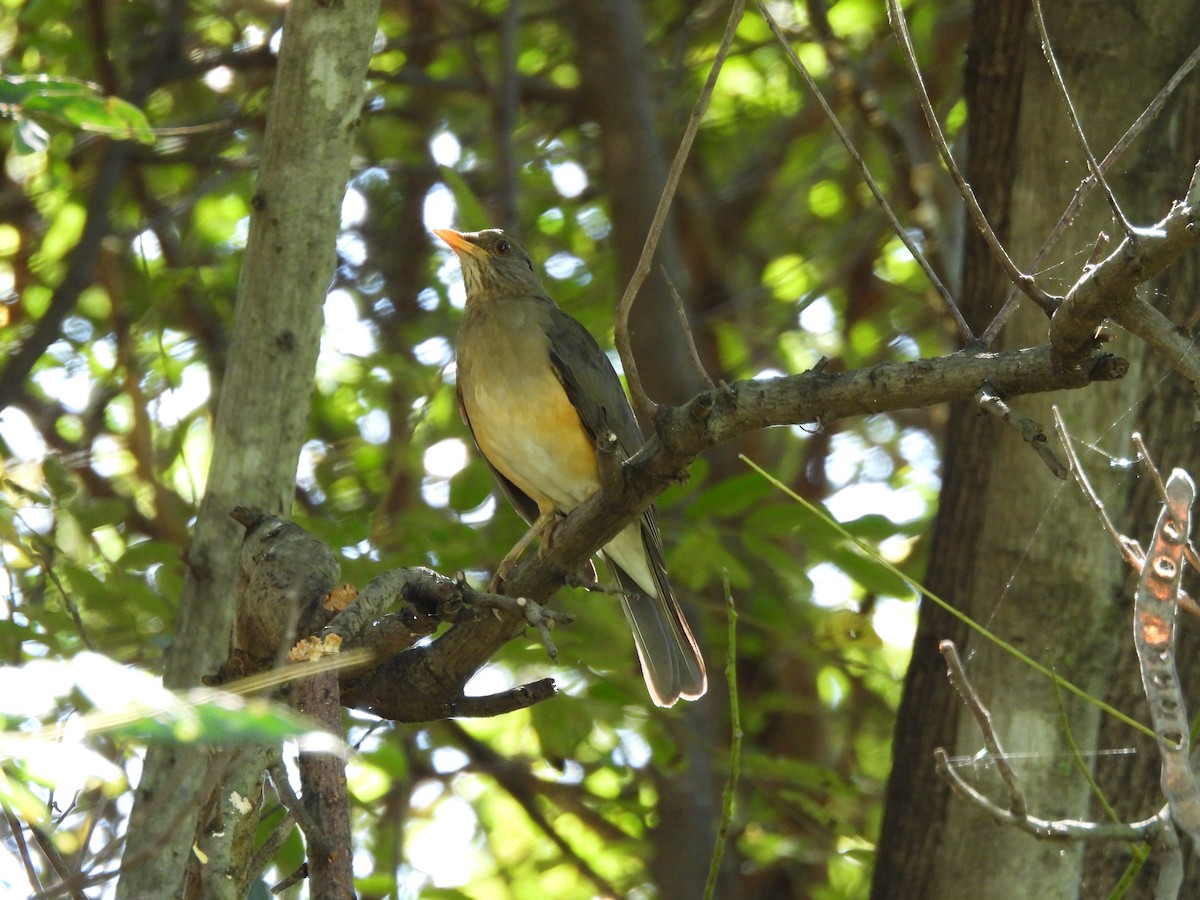 African Thrush - ML637201243