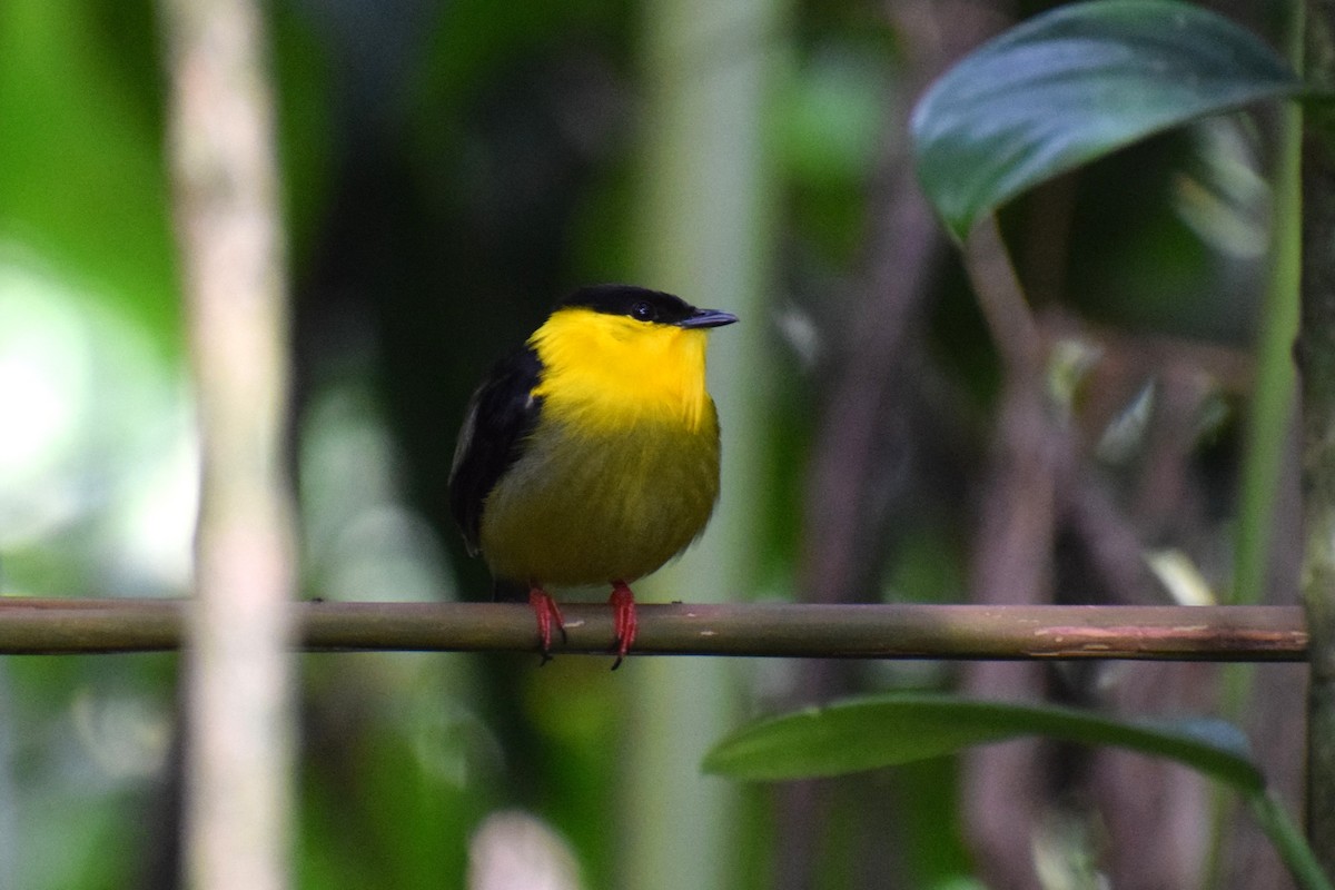Golden-collared Manakin - ML637201279