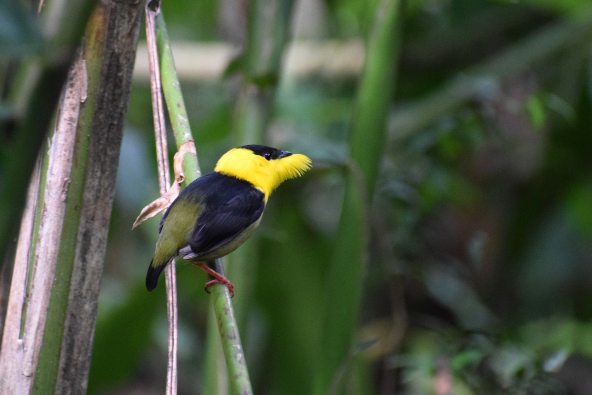 Golden-collared Manakin - ML637201282