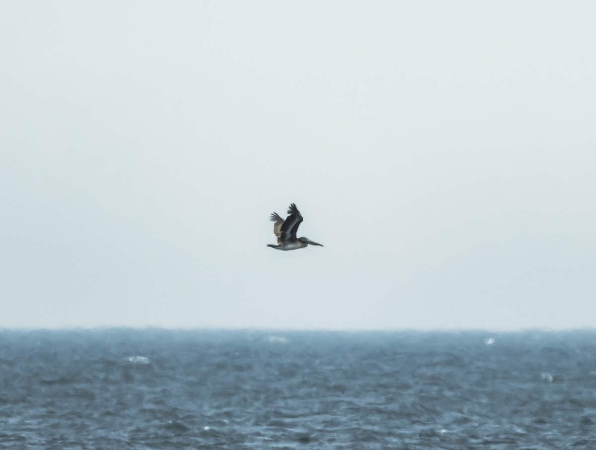 Brown Pelican (Atlantic) - ML637201291
