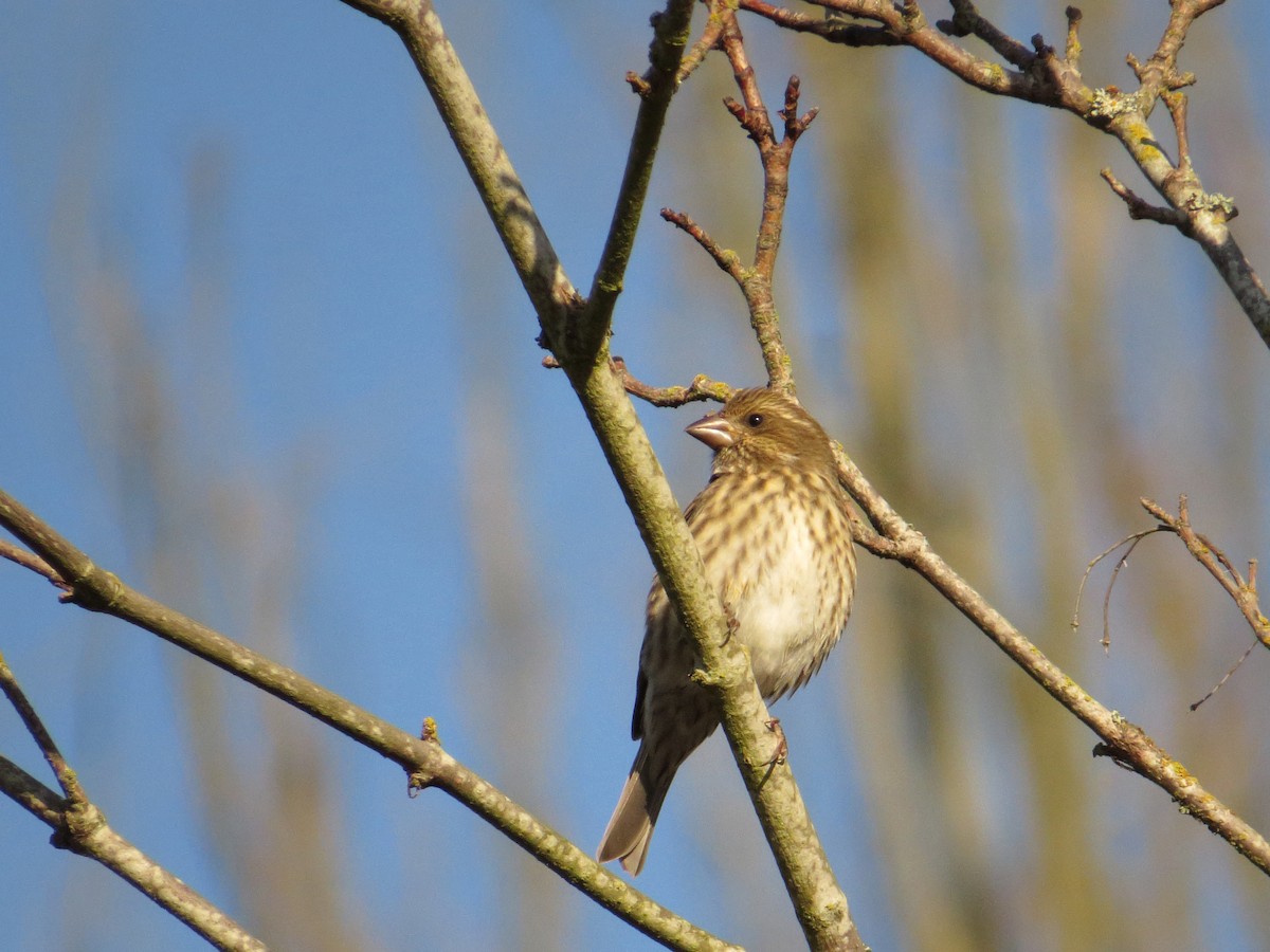 Purple Finch - ML63720131