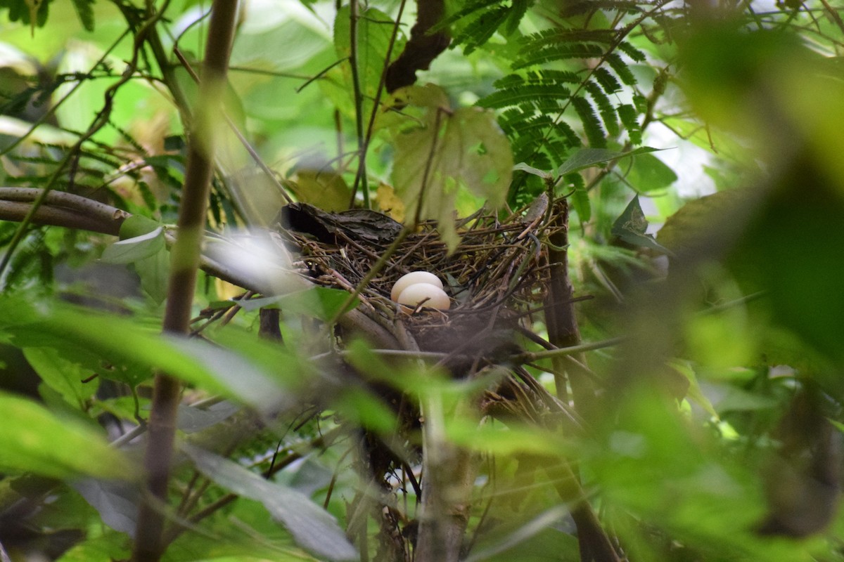 Gray-headed Dove - ML637201324
