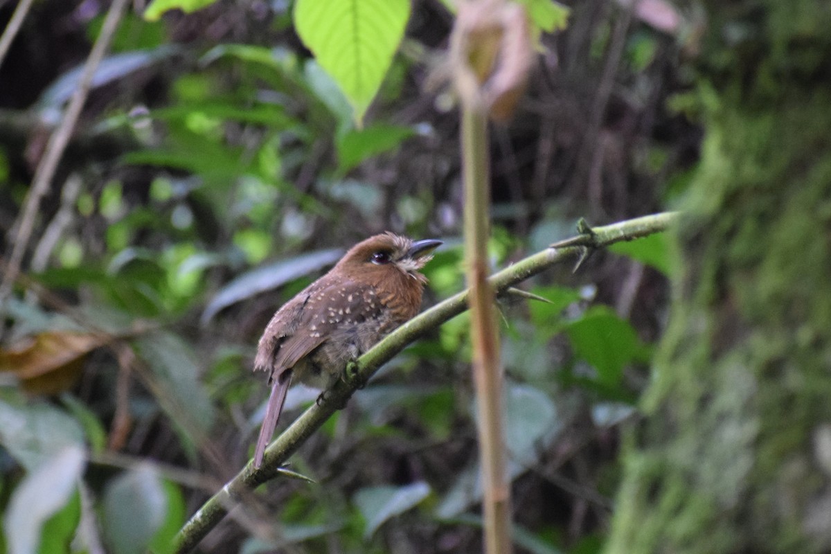 Moustached Puffbird - ML637201404