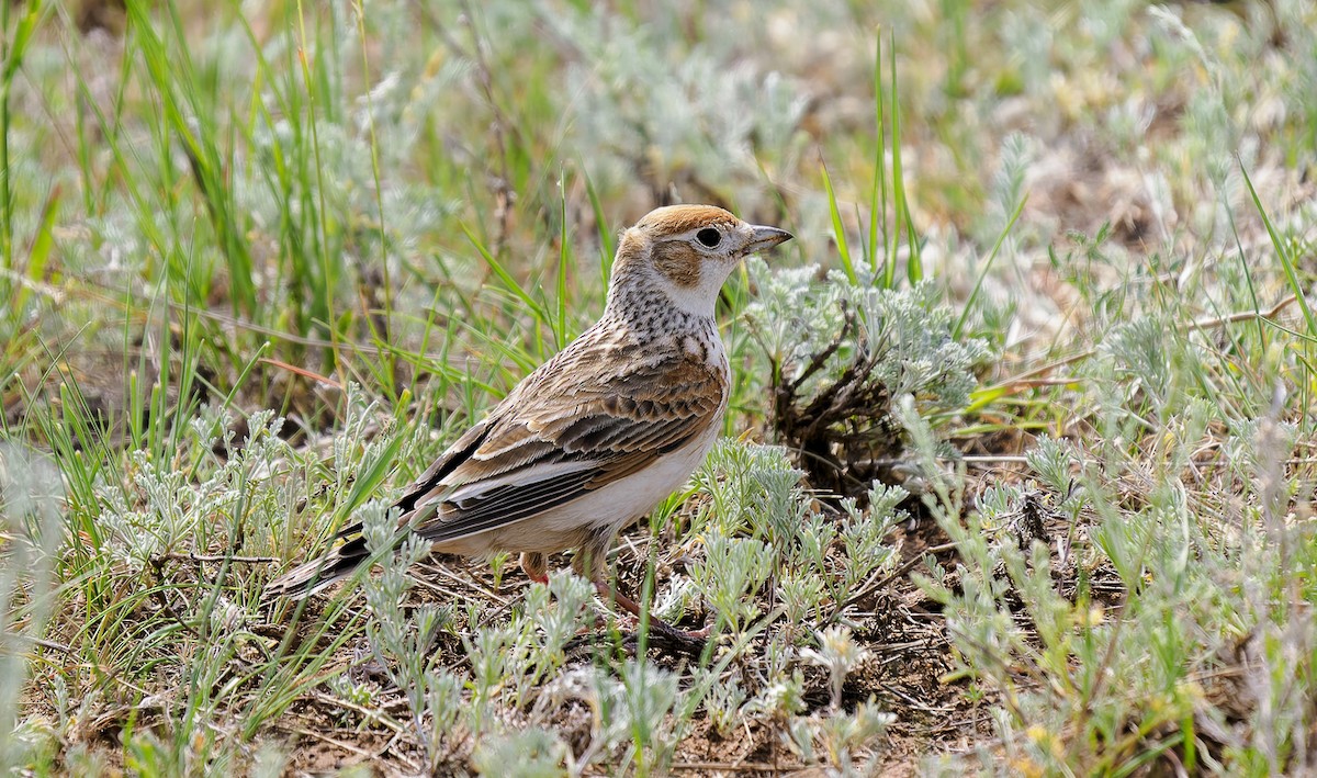 White-winged Lark - ML637201434