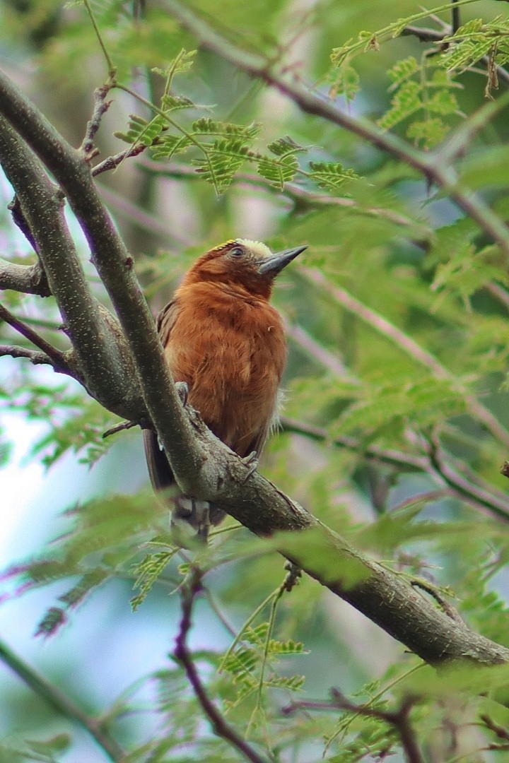 Chestnut Piculet - ML637201502