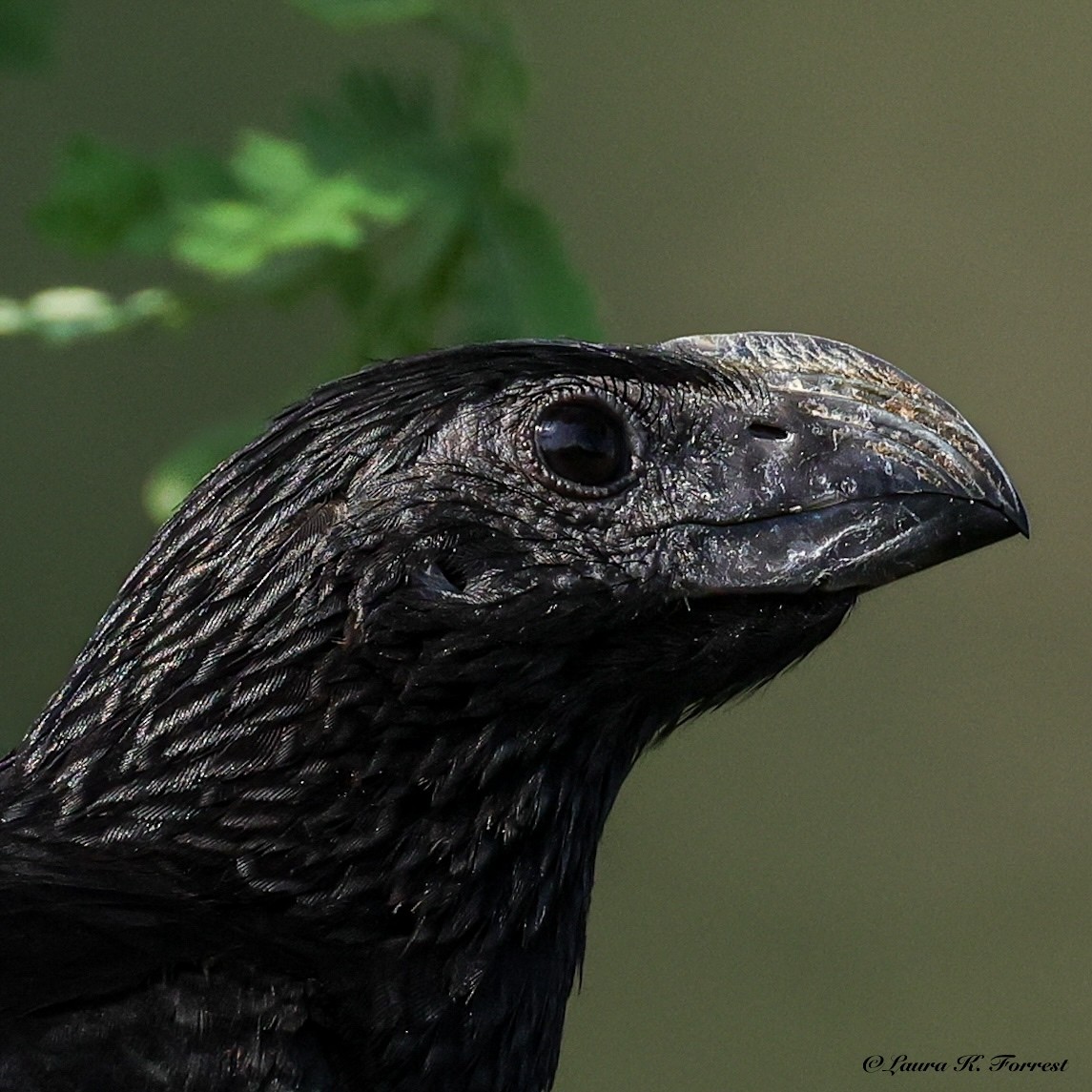 Groove-billed Ani - ML637201610