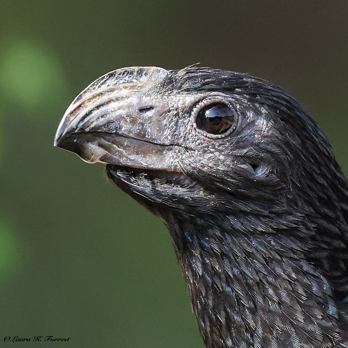 Groove-billed Ani - ML637201611