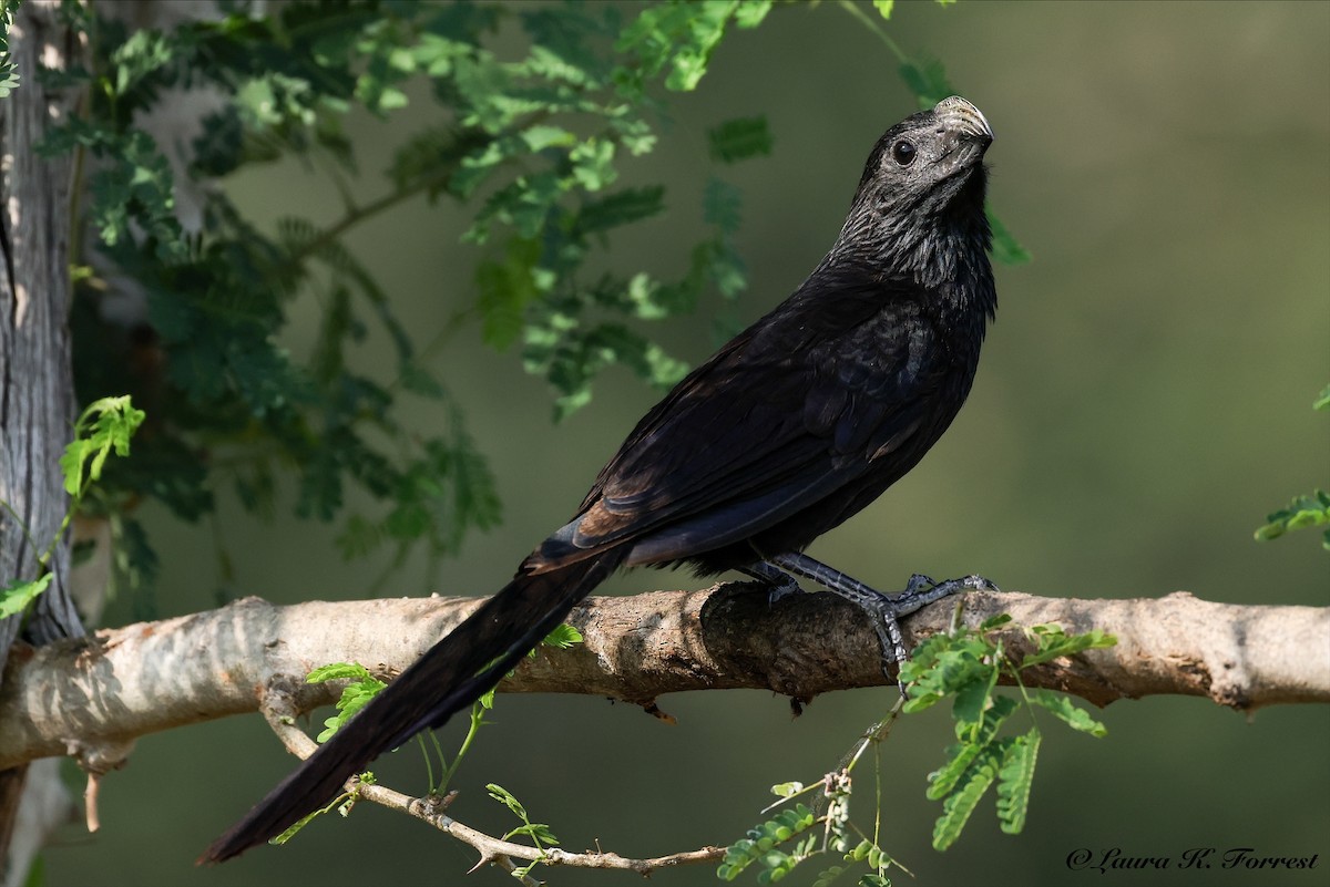 Groove-billed Ani - ML637201613