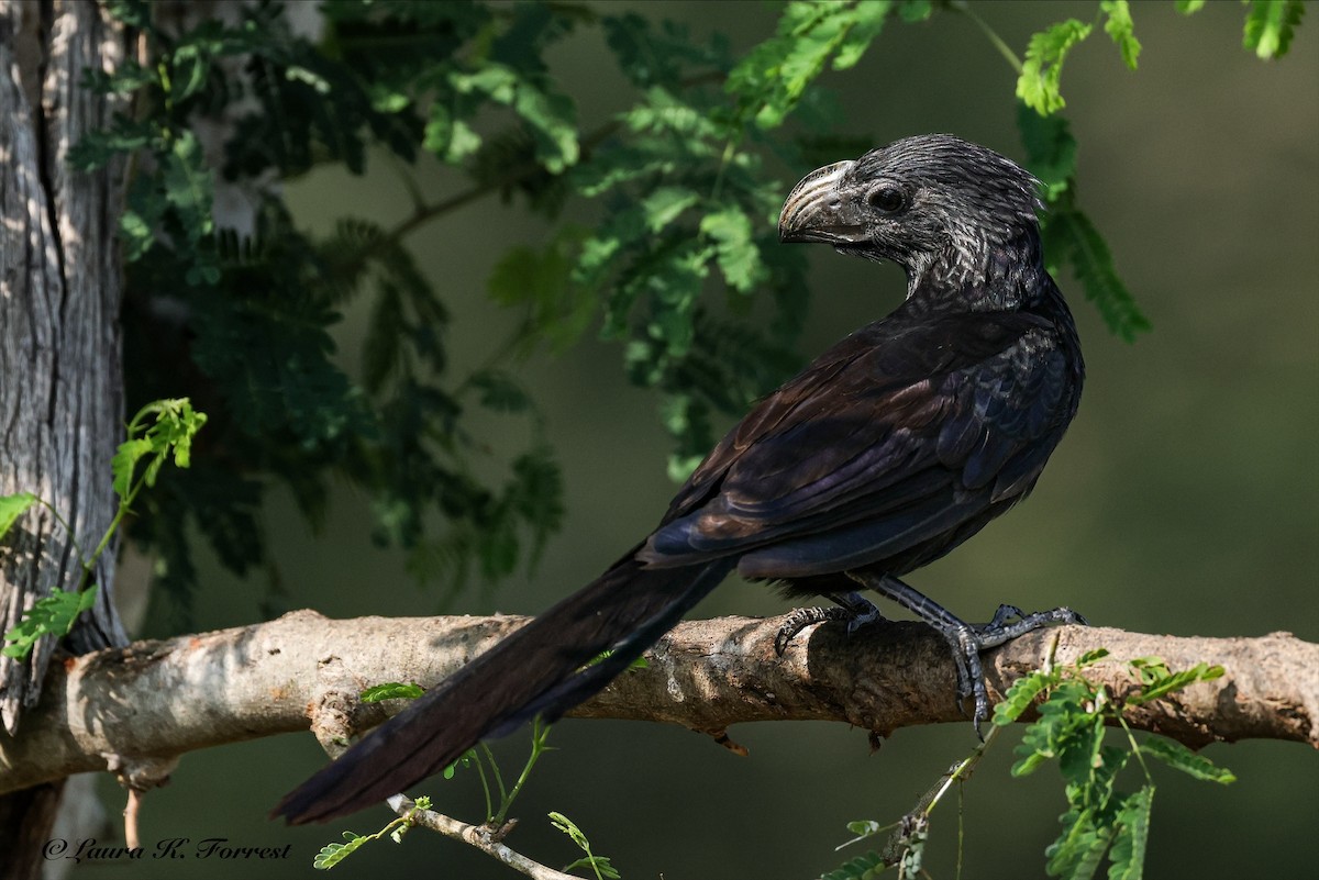 Groove-billed Ani - ML637201614