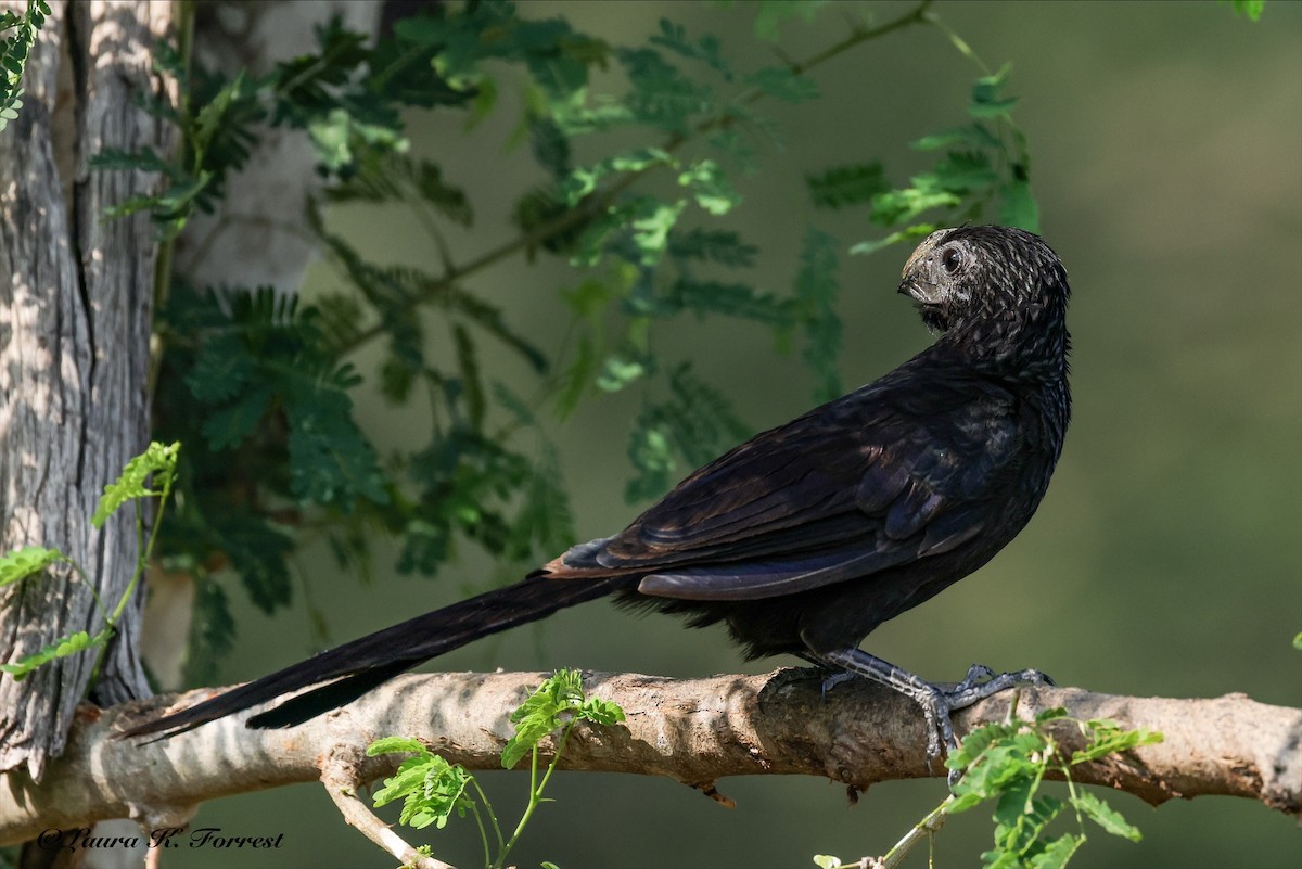 Groove-billed Ani - ML637201615