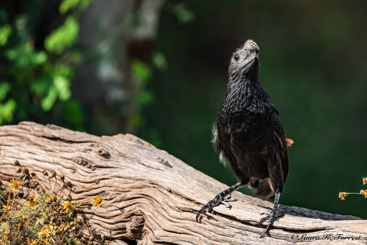 Groove-billed Ani - ML637201616