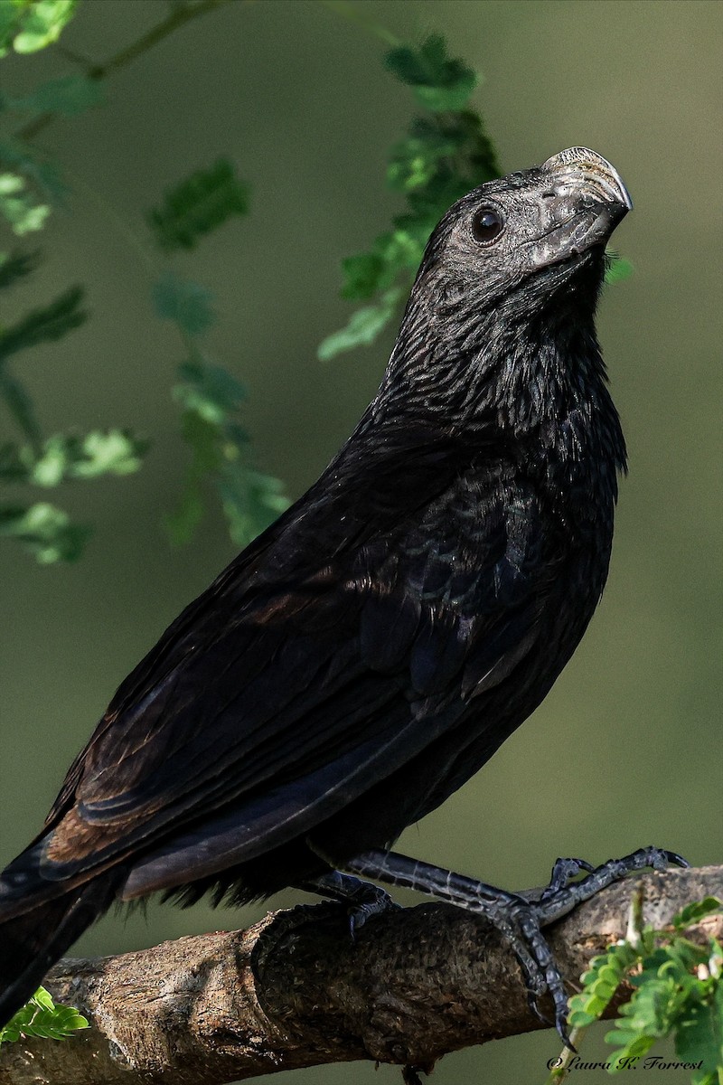 Groove-billed Ani - ML637201617
