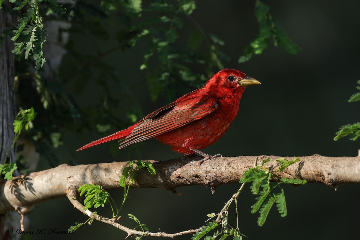 Summer Tanager - ML637201639