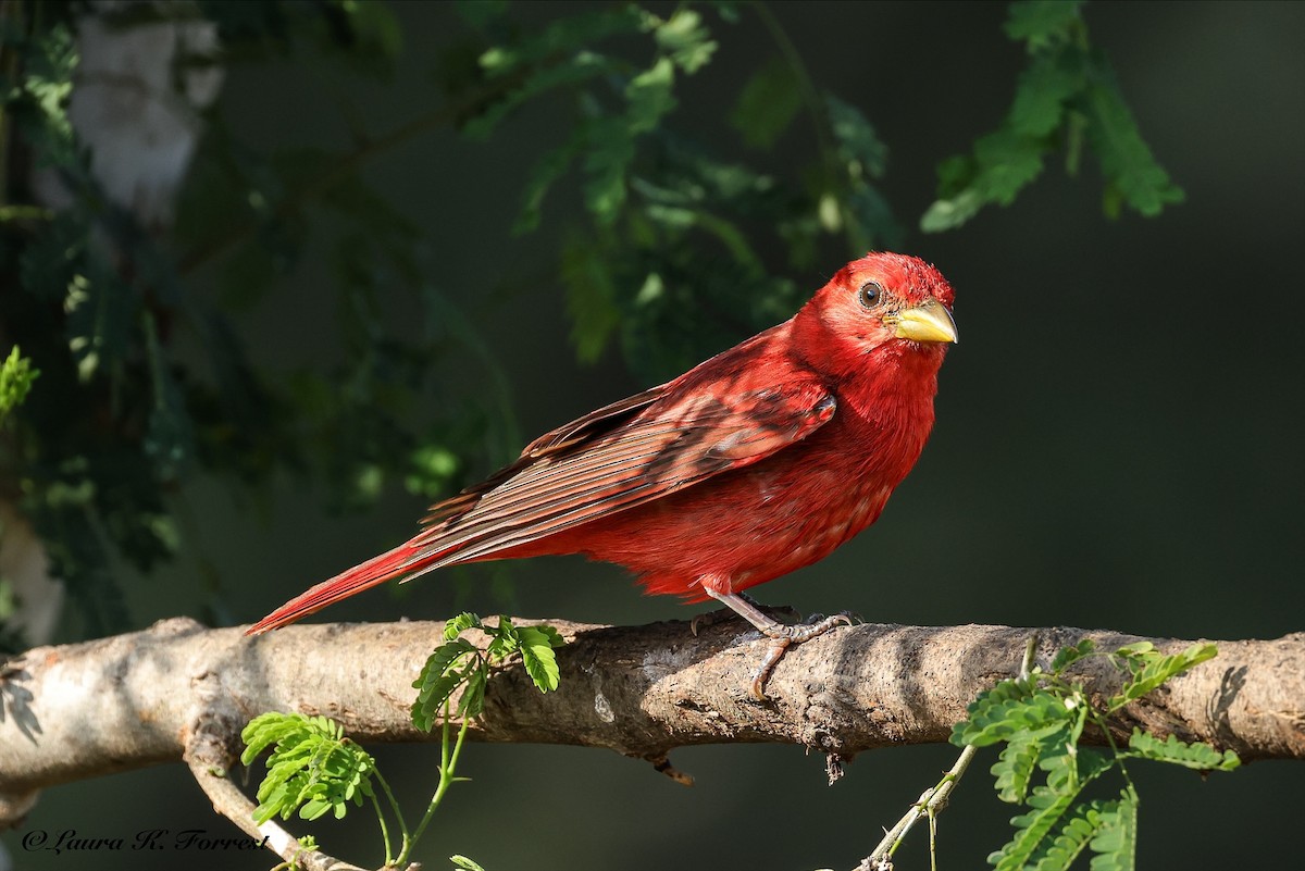 Summer Tanager - ML637201641