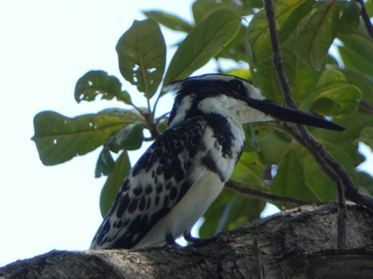 Pied Kingfisher - ML637201661