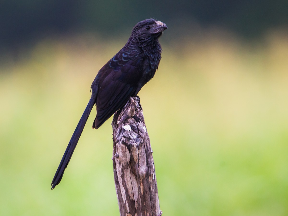 Groove-billed Ani - ML637201677