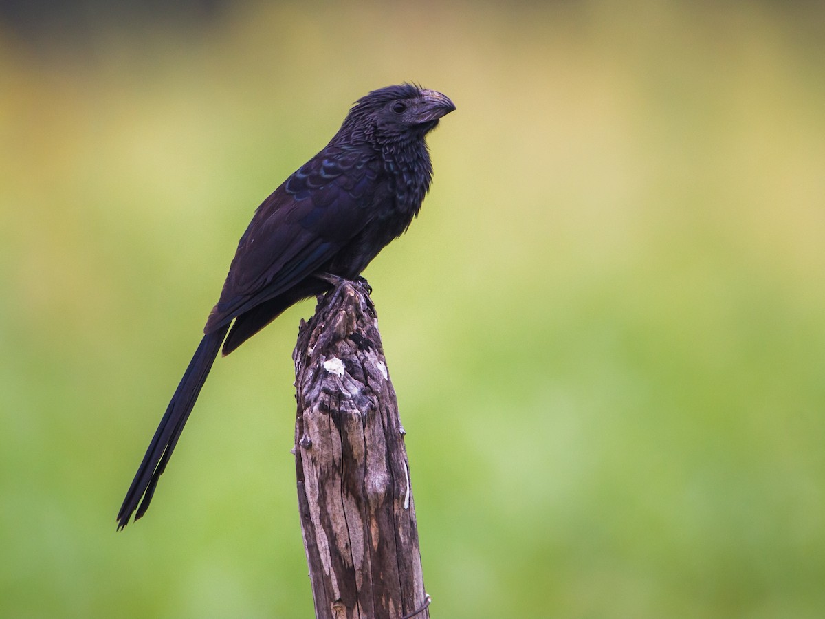 Groove-billed Ani - ML637201710