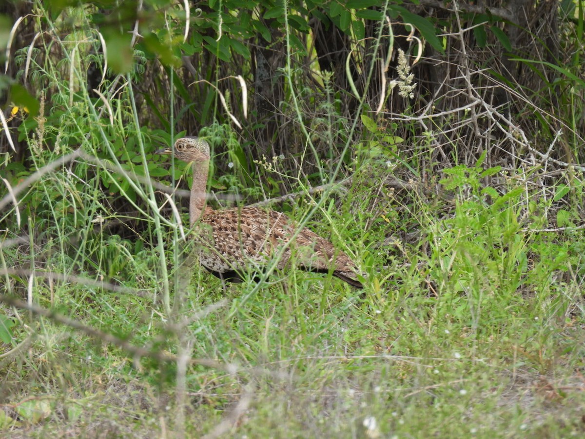 Red-crested Bustard - ML637201778