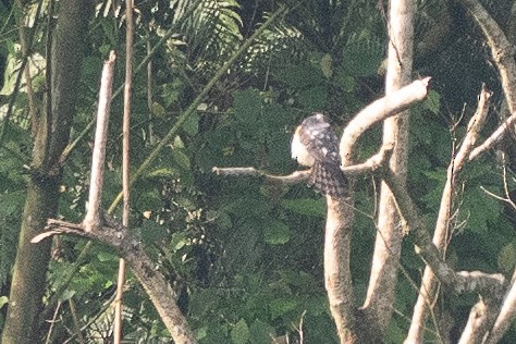 Azor/Gavilán sp.  (Accipiter sp.) - ML637201792