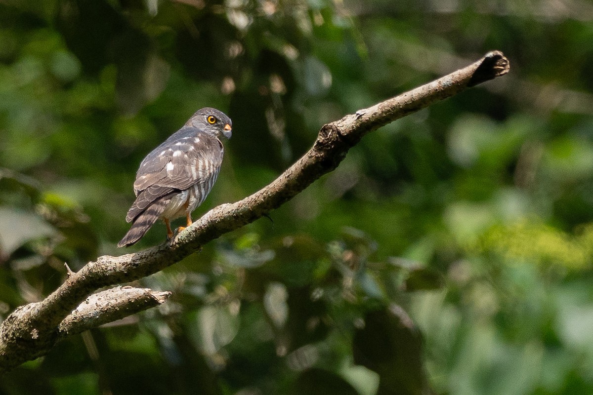 Azor/Gavilán sp.  (Accipiter sp.) - ML637201793