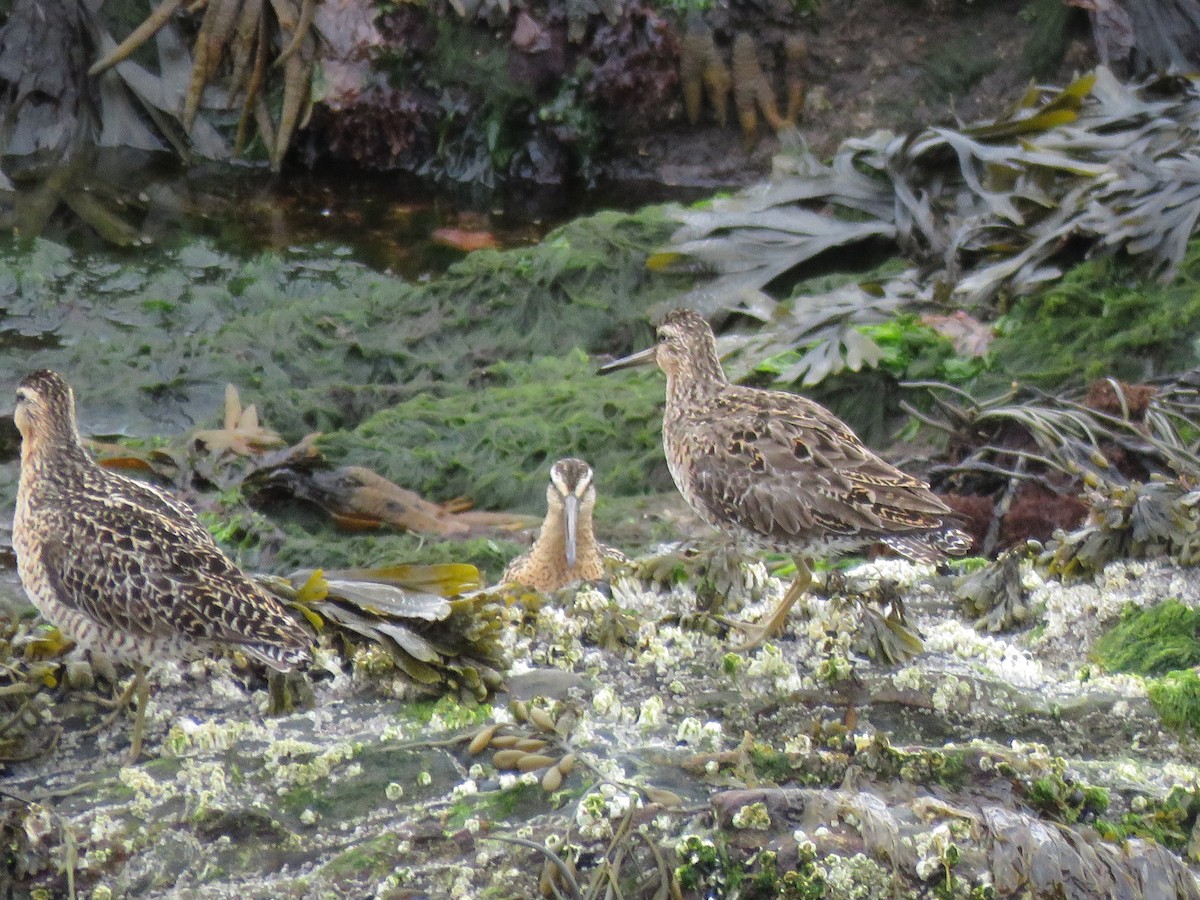 Short-billed Dowitcher - ML637201870