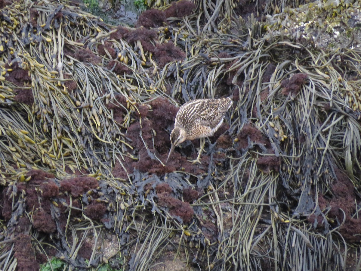 Short-billed Dowitcher - ML637201871
