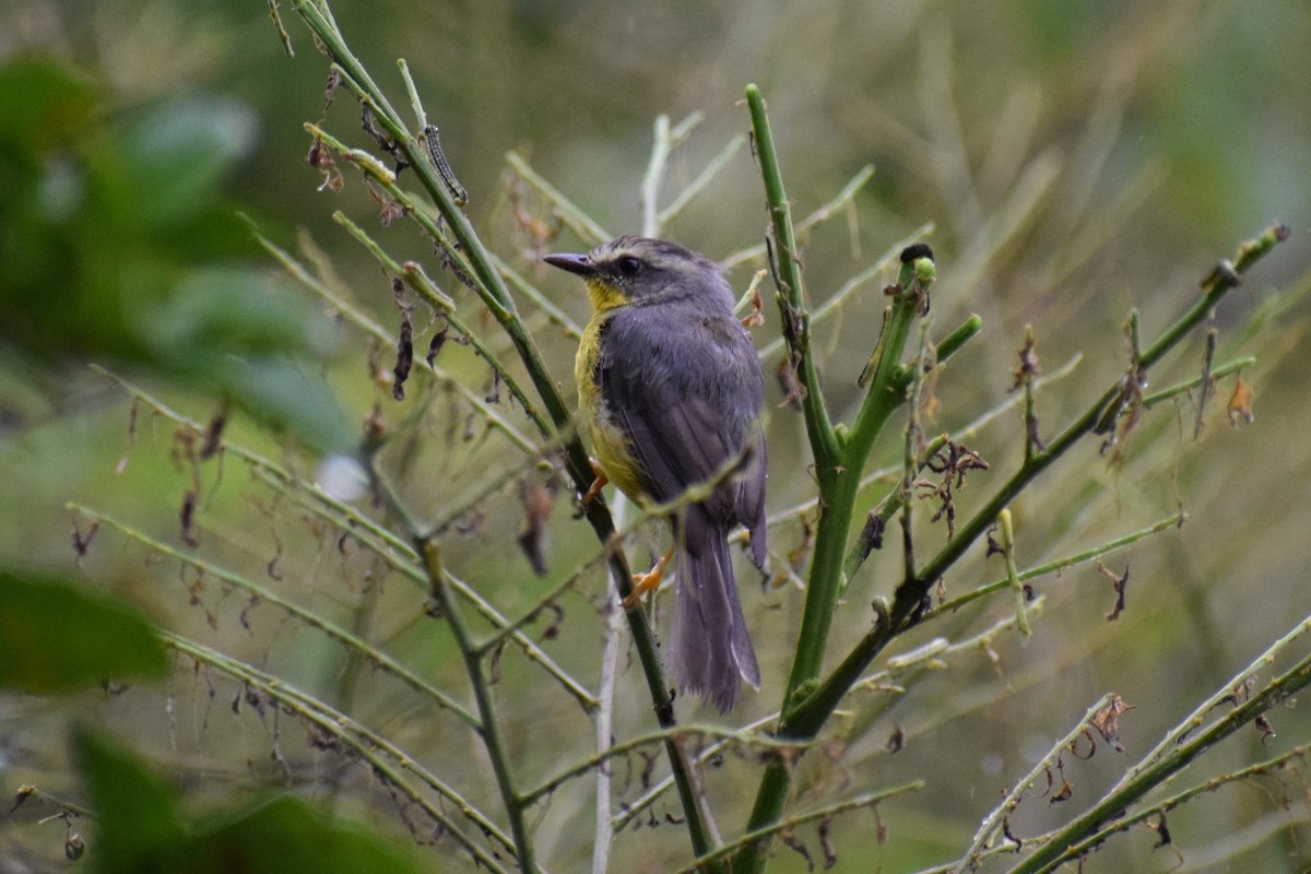 Golden-crowned Warbler - ML637201897