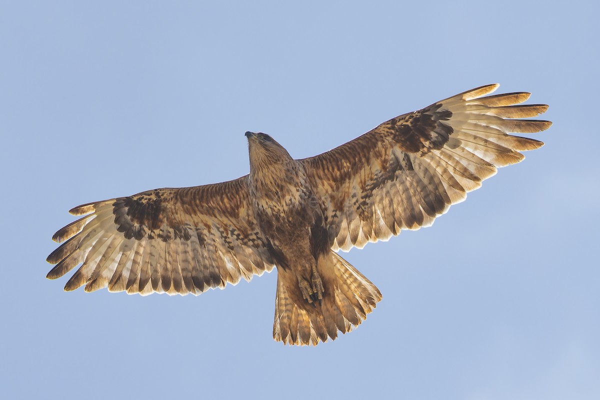 Common Buzzard (Canary Is.) - ML637201902