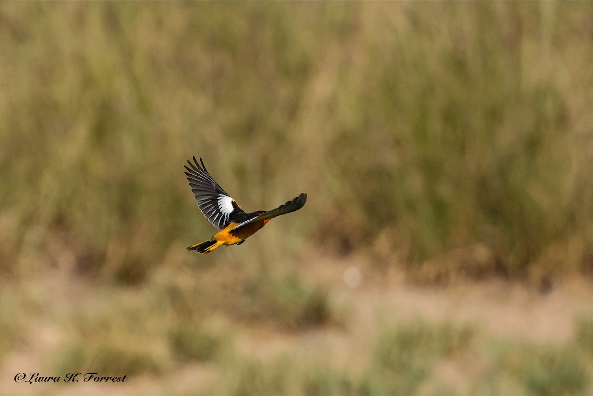 Bullock's Oriole - ML637201909