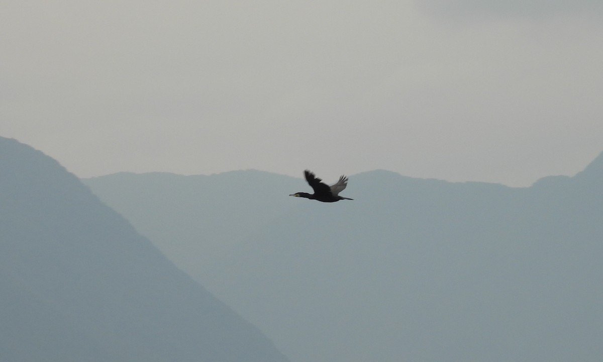 Great Cormorant (Eurasian) - ML637202018