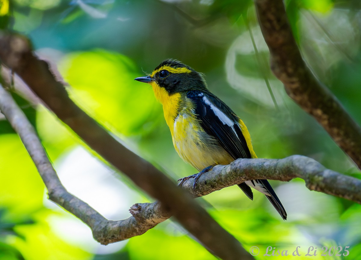 Ryukyu Flycatcher - ML637202072