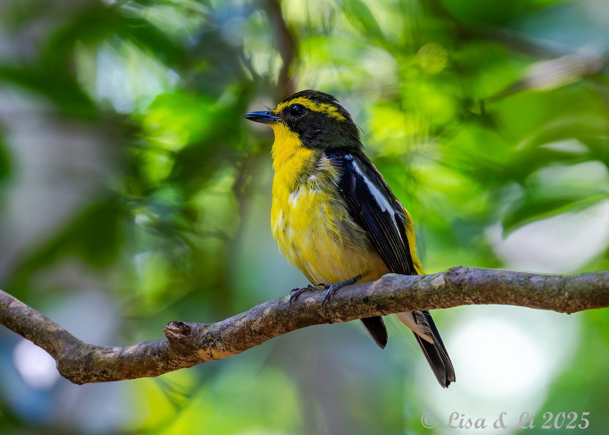 Ryukyu Flycatcher - ML637202073