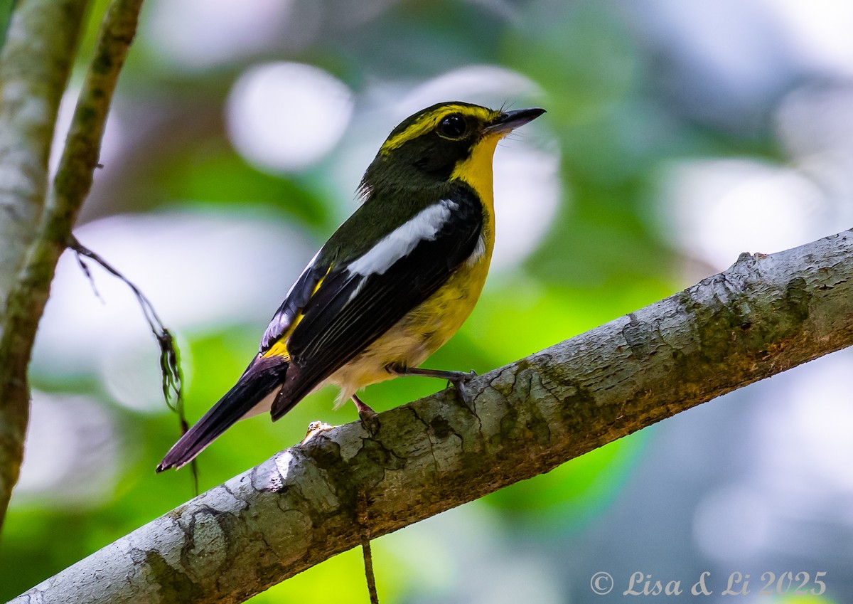 Ryukyu Flycatcher - ML637202074