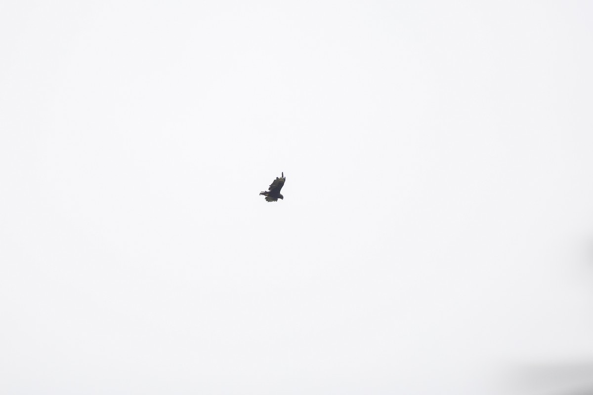 Short-tailed Hawk - ML637202091